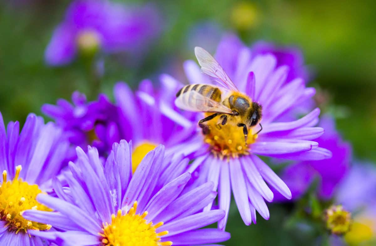 The power of the honeybee in our ecosystem | NatureBee