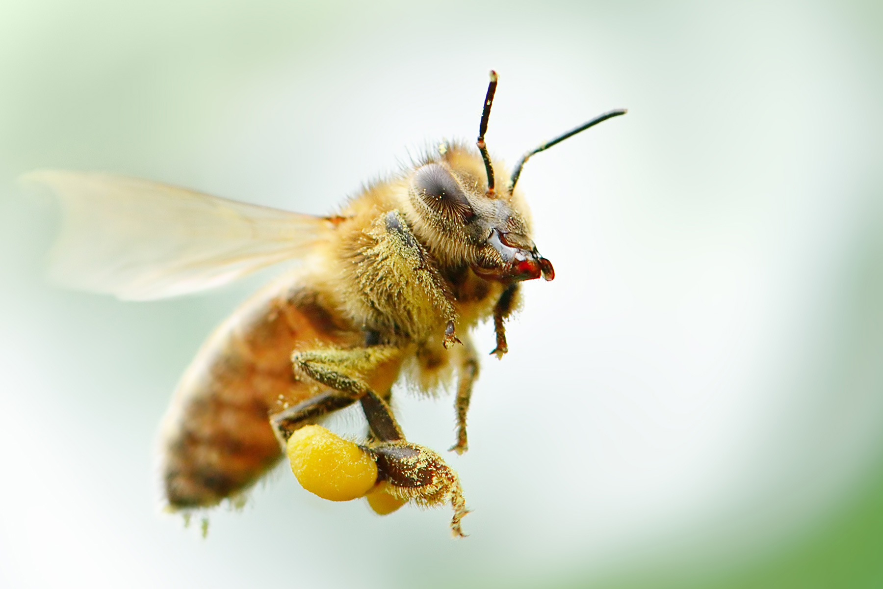 Bee Pollen